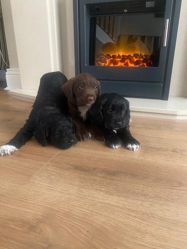 Cockapoo Puppies for sale in Darlington, Durham | Image 2