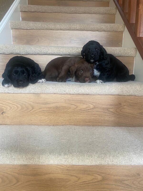 Cockapoo puppies for sale in Darlington, Durham – 9 months old - Image 3 of 3