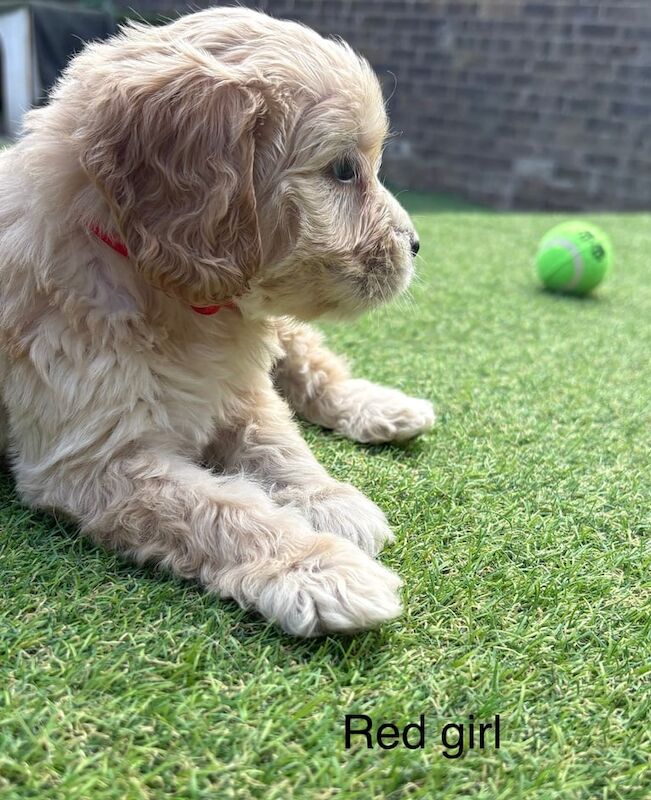 Cockapoo puppies for sale in Huntingdon, Cambridgeshire