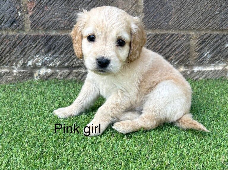 Cockapoo puppies for sale in Huntingdon, Cambridgeshire | Image 3