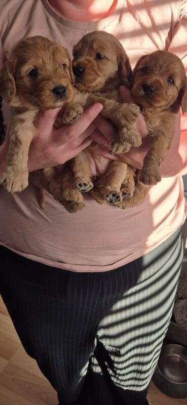 Cockapoo Puppies for sale in Alexandria, Dunbartonshire