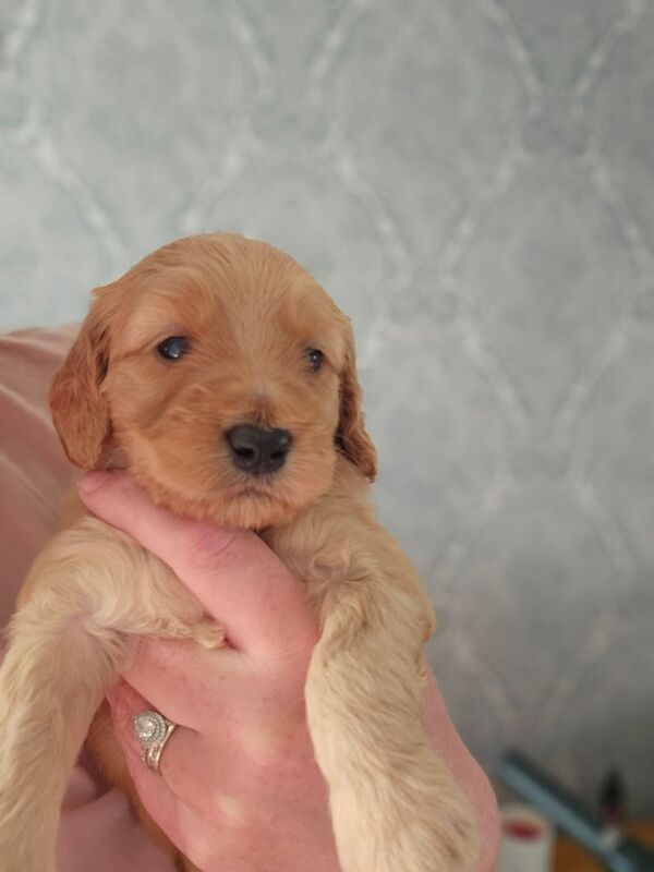 Cockapoo Puppies for sale in Alexandria, Dunbartonshire | Image 2