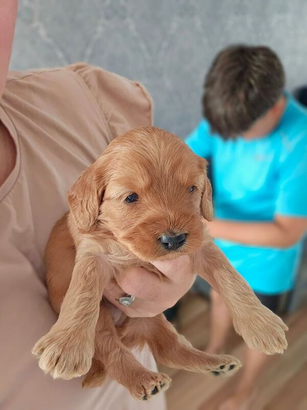 Cockapoo Puppies for sale in Alexandria, Dunbartonshire | Image 3