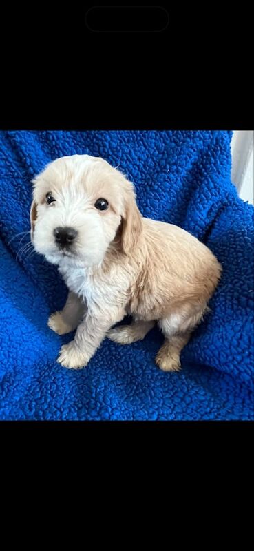 Cockapoo puppies for sale in Leicester, Leicestershire