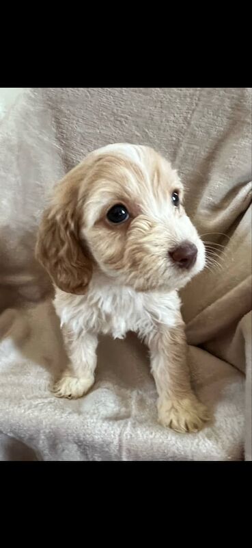 Cockapoo puppies for sale in Leicester, Leicestershire – 9 months old - Image 3 of 3