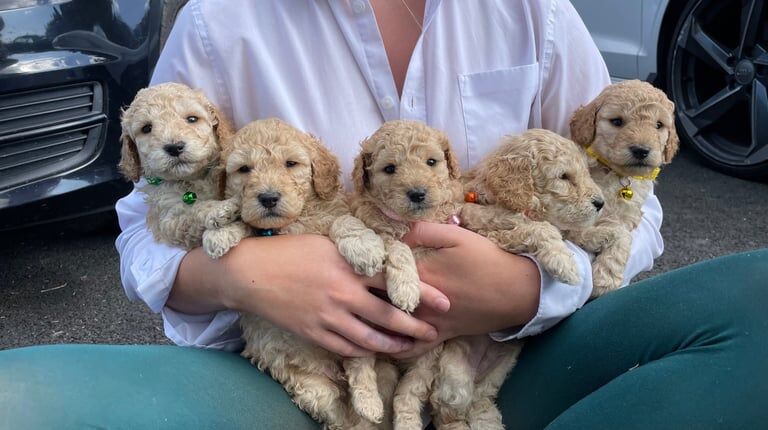 Cockapoo puppies for sale in Crossgar, County Down
