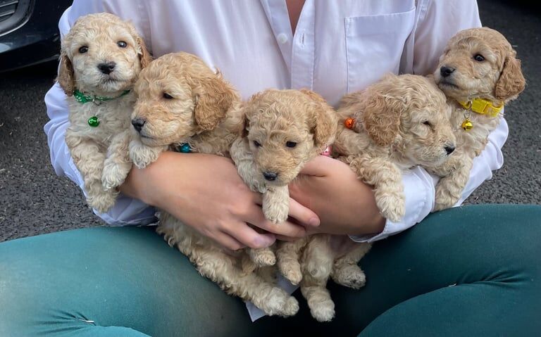 Cockapoo puppies for sale in Crossgar, County Down – 8 months old - Image 2 of 3