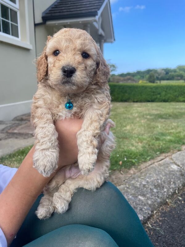 Cockapoo puppies for sale in Crossgar, County Down | Image 3