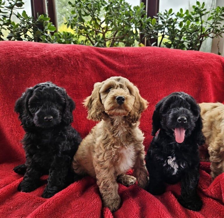 Cockapoo puppies for sale in Downpatrick, County Down