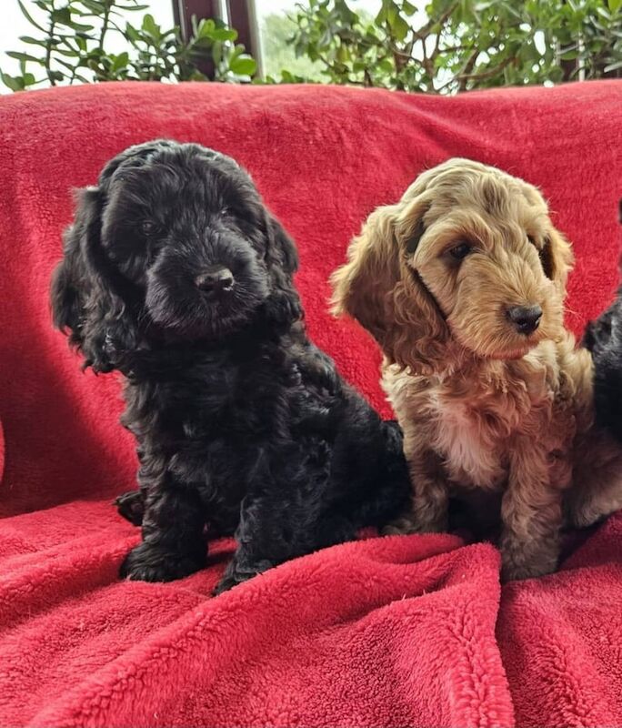 Cockapoo puppies for sale in Downpatrick, County Down - Image 3