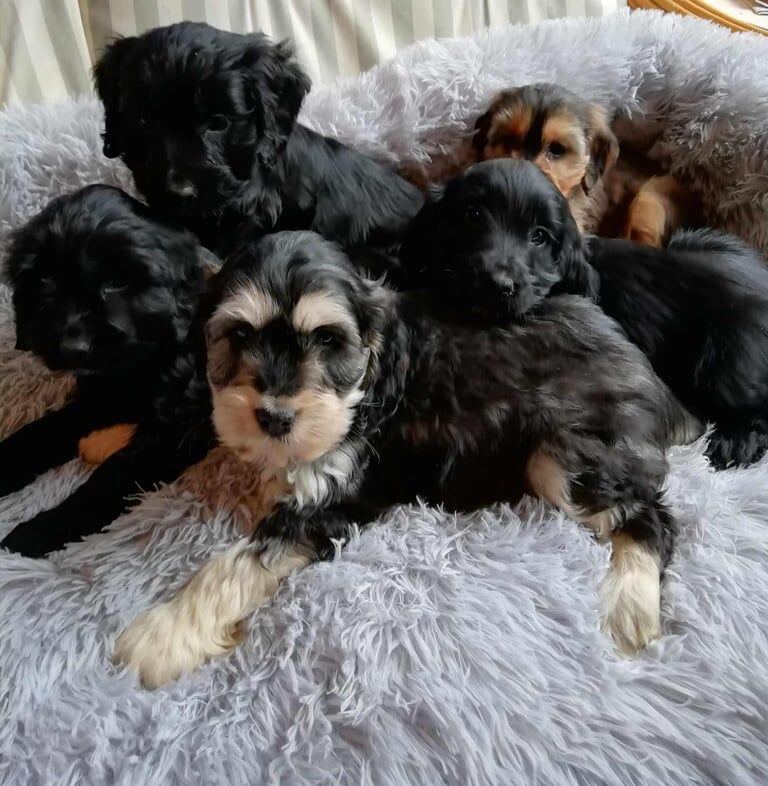 Cockapoo Puppies for sale in Banff, Banffshire