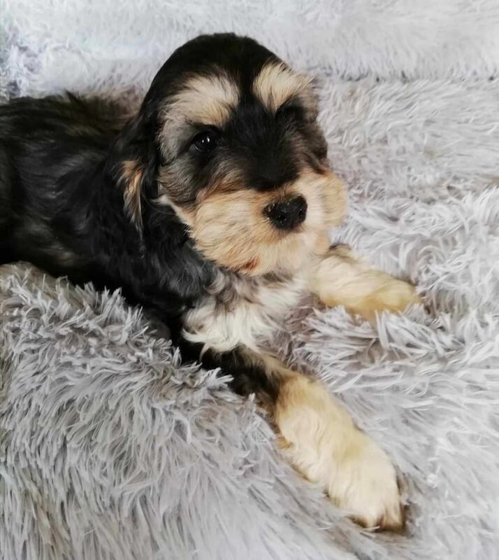 Cockapoo Puppies for sale in Banff, Banffshire | Image 2
