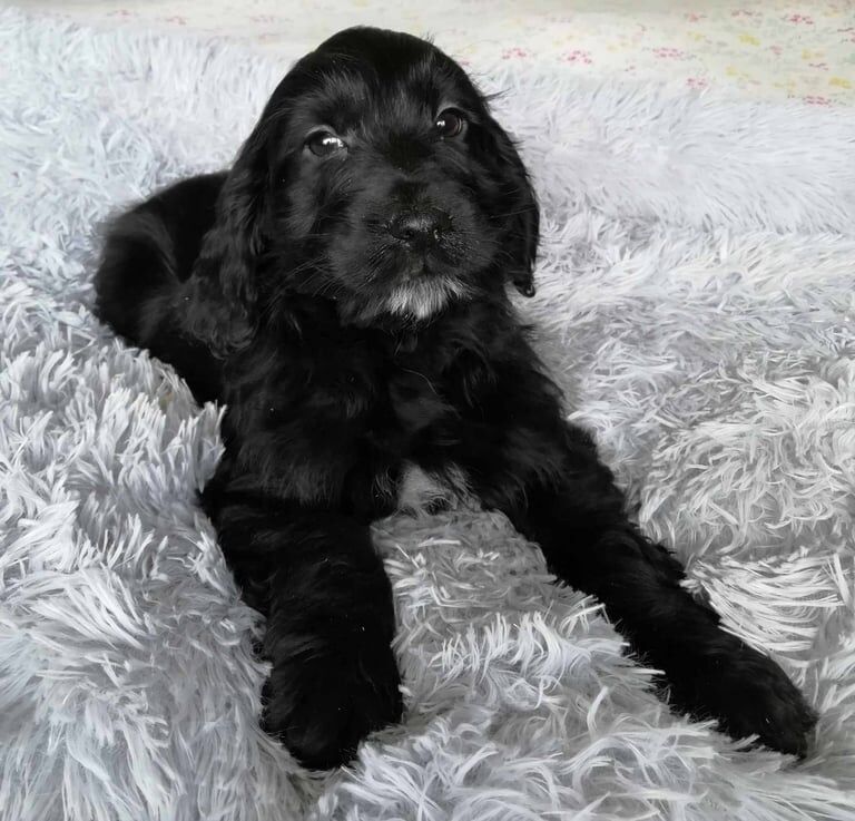 Cockapoo Puppies for sale in Banff, Banffshire | Image 3