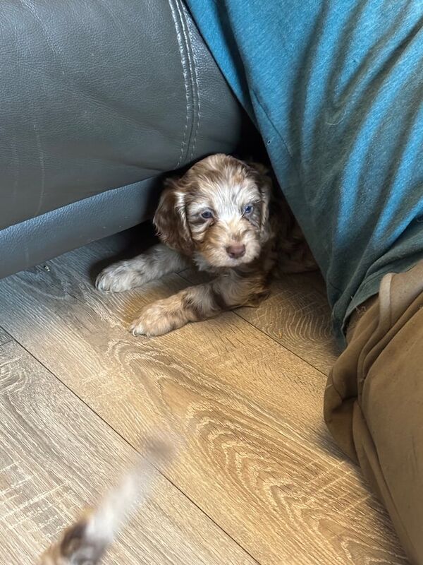 Cockapoo puppies for sale in Old Whittington, Derbyshire