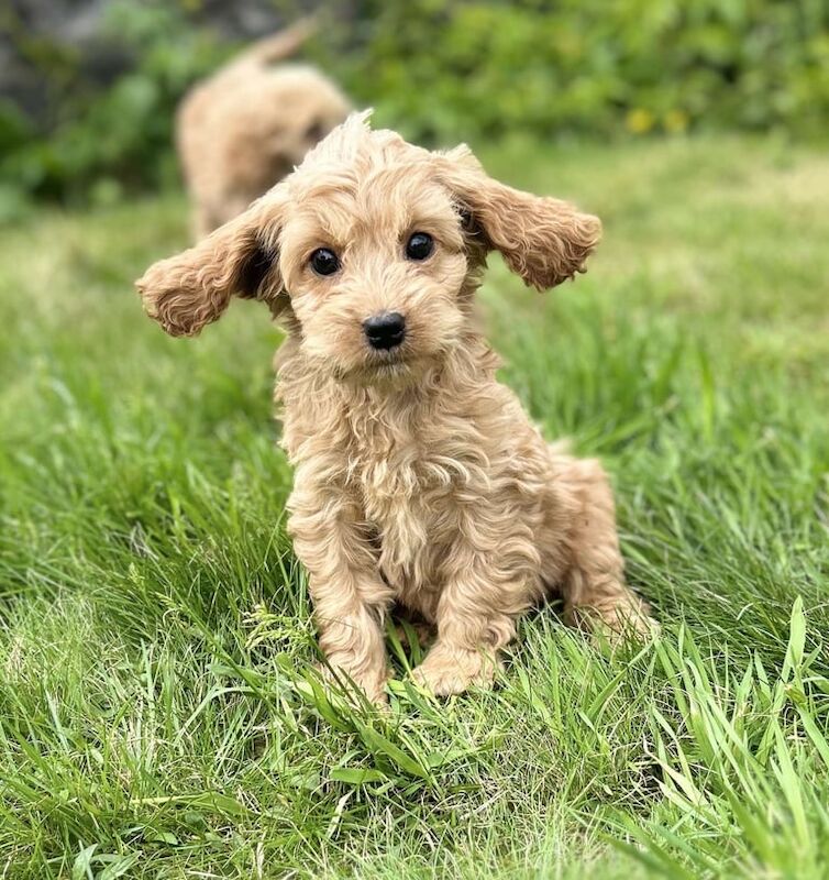 Cockapoo puppies for sale in Kilbirnie, Ayrshire and Arran