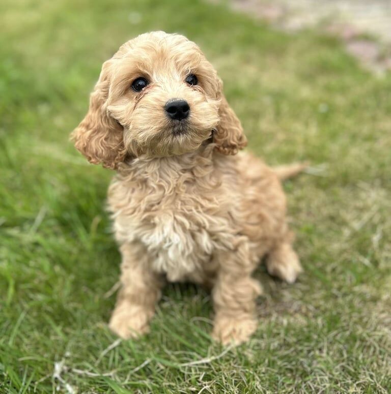 Cockapoo puppies for sale in Kilbirnie, Ayrshire and Arran | Image 3