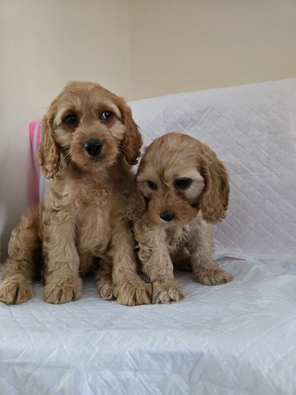 Cockapoo puppies for sale in Dagenham, Greater London