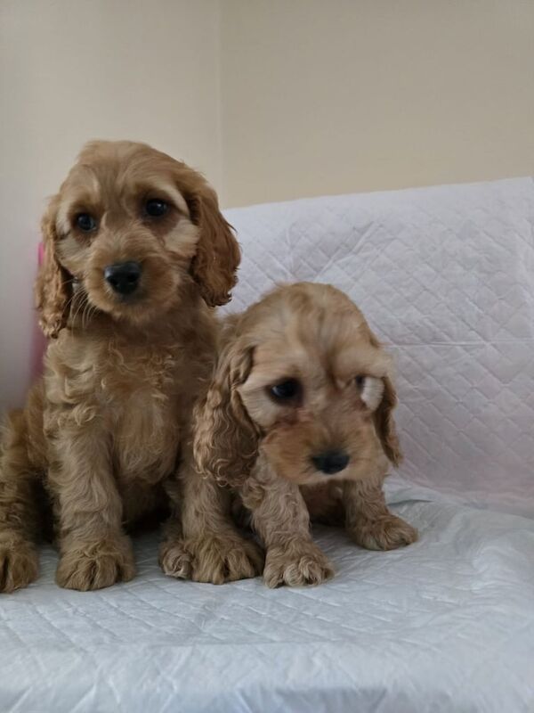 Cockapoo puppies for sale in Dagenham, Greater London | Image 2