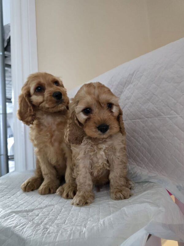 Cockapoo puppies for sale in Dagenham, Greater London – 8 months old - Image 3 of 3