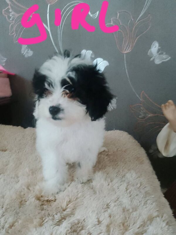 Cockapoo puppies for sale in Crewe, Cheshire
