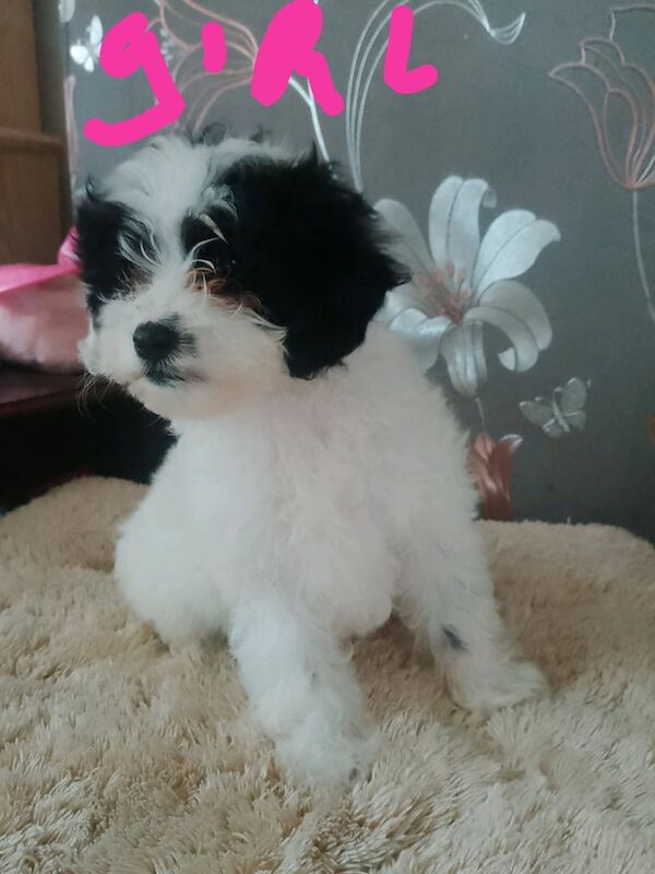 Cockapoo puppies for sale in Crewe, Cheshire – 9 months old - Image 2 of 3