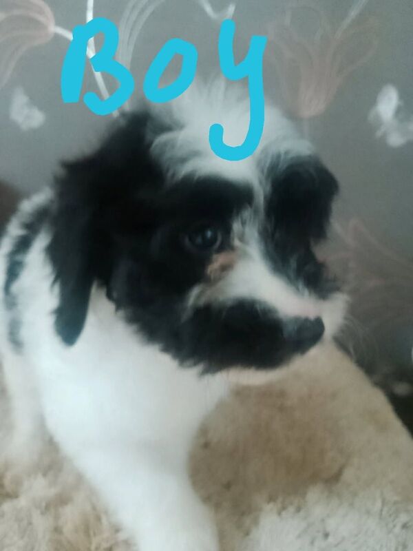 Cockapoo puppies for sale in Crewe, Cheshire | Image 3