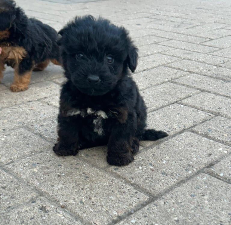 Cockapoo puppies for sale in Romford, Greater London