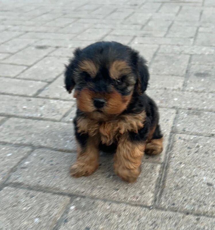Cockapoo puppies for sale in Romford, Greater London - Image 2