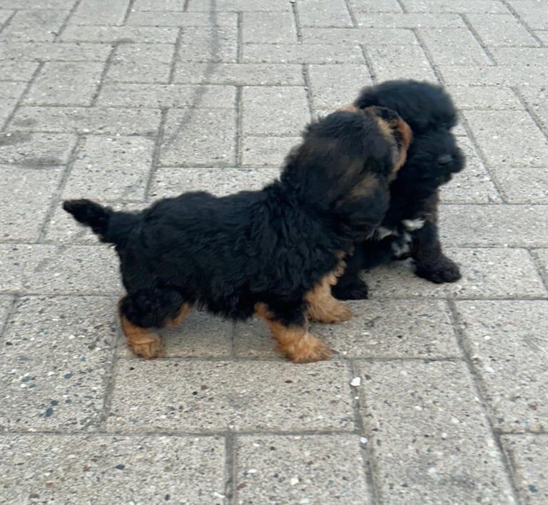 Cockapoo puppies for sale in Romford, Greater London - Image 3
