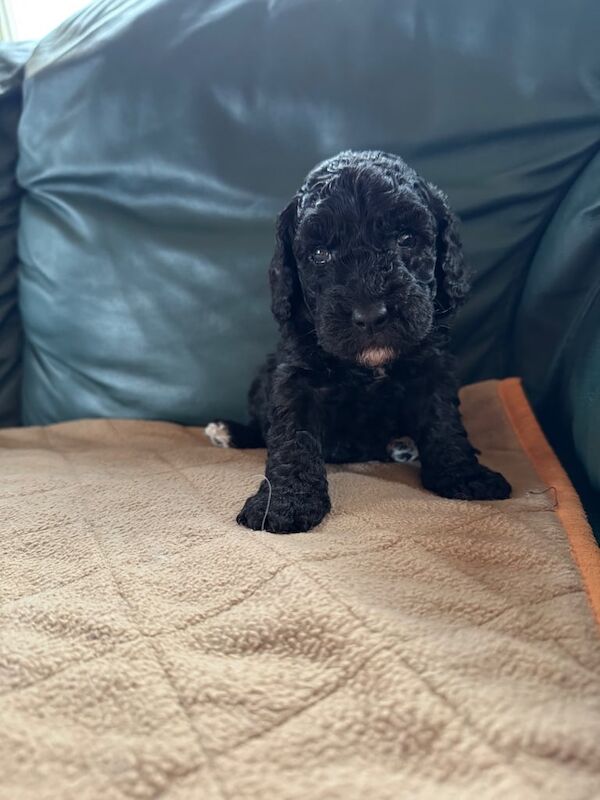 Cockapoo Puppies for sale in Girvan, Ayrshire and Arran