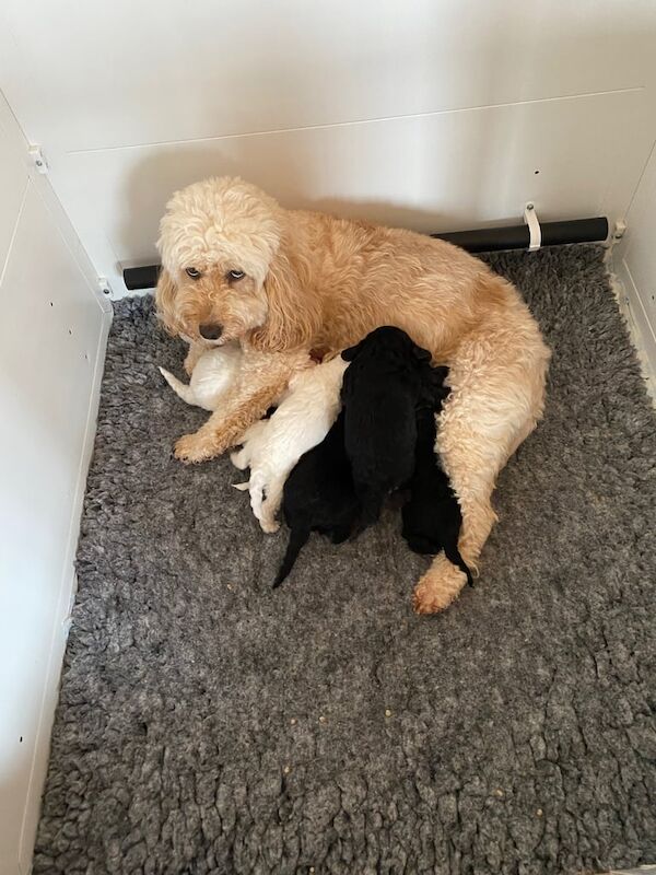 Cockapoo Puppies for sale in Girvan, Ayrshire and Arran - Image 2