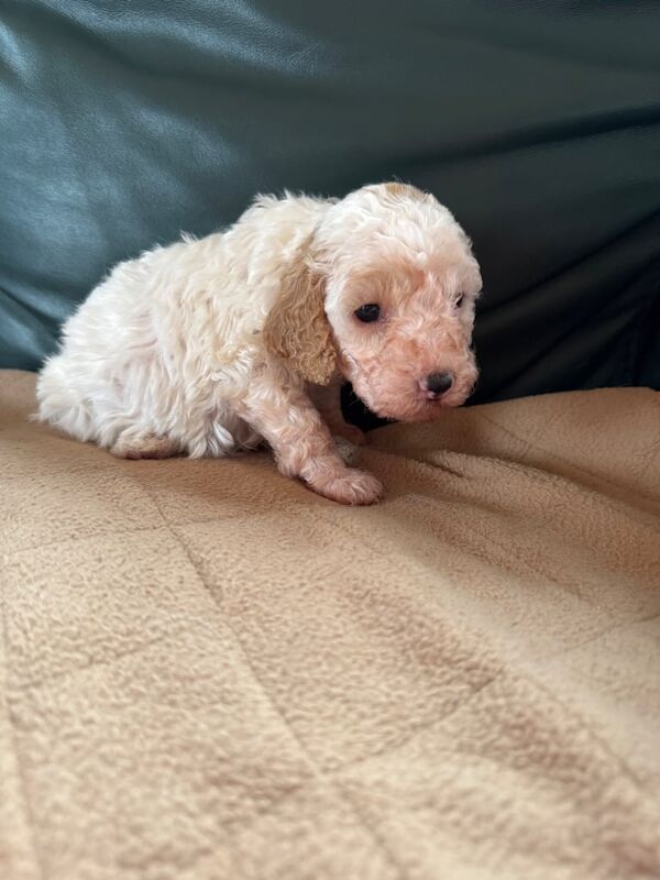 Cockapoo Puppies for sale in Girvan, Ayrshire and Arran - Image 3