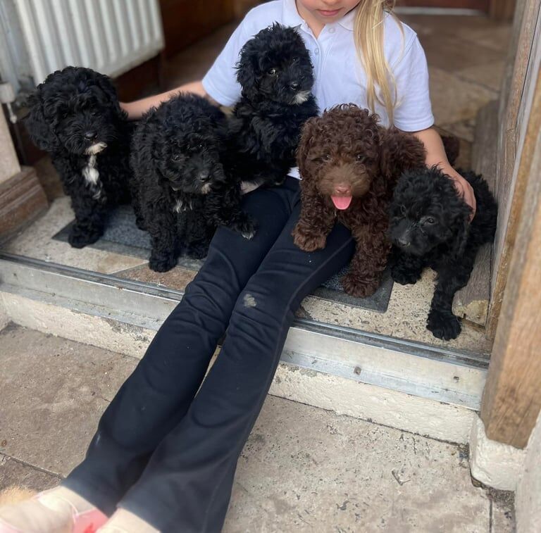 Cockapoo puppies for sale in Newry, County Armagh