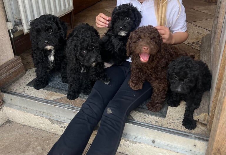Cockapoo puppies for sale in Newry, County Armagh | Image 2