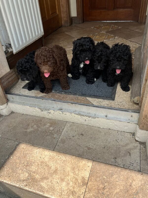 Cockapoo puppies for sale in Newry, County Armagh | Image 3