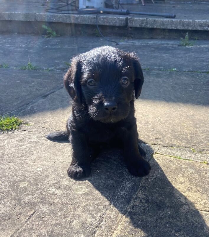Cockapoo puppies for sale in Oxenhope, West Yorkshire