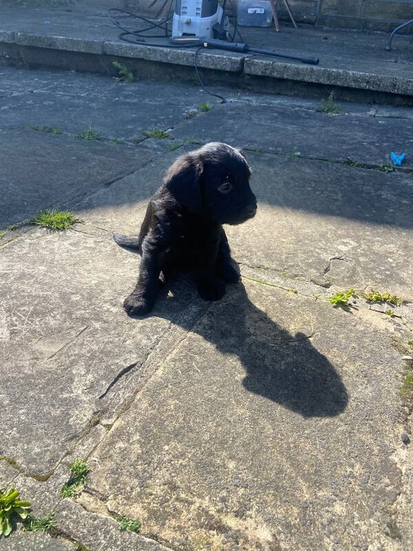 Cockapoo puppies for sale in Oxenhope, West Yorkshire | Image 2