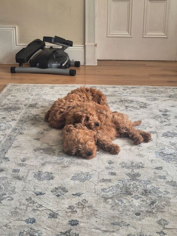 Cockapoo puppies for sale in Enniskillen, County Fermanagh