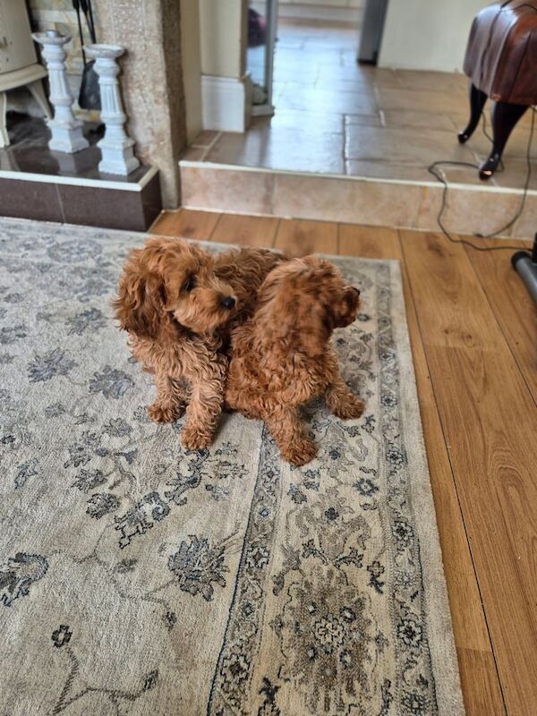 Cockapoo puppies for sale in Enniskillen, County Fermanagh | Image 3