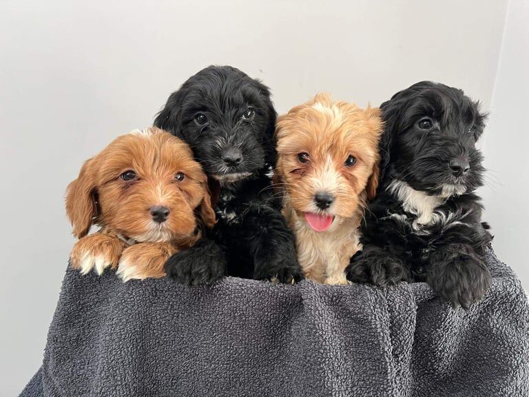 Cockapoo puppies for sale in Londonderry, County Londonderry