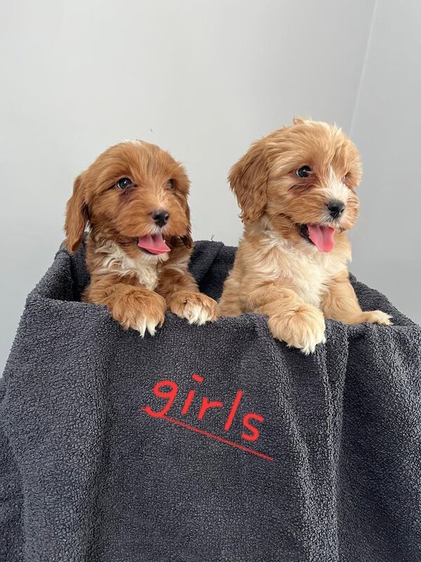 Cockapoo puppies for sale in Londonderry, County Londonderry | Image 2