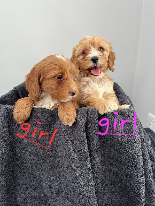 Cockapoo puppies for sale in Londonderry, County Londonderry | Image 3