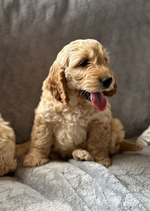 Cockapoo Puppies for sale in Preston, Lancashire