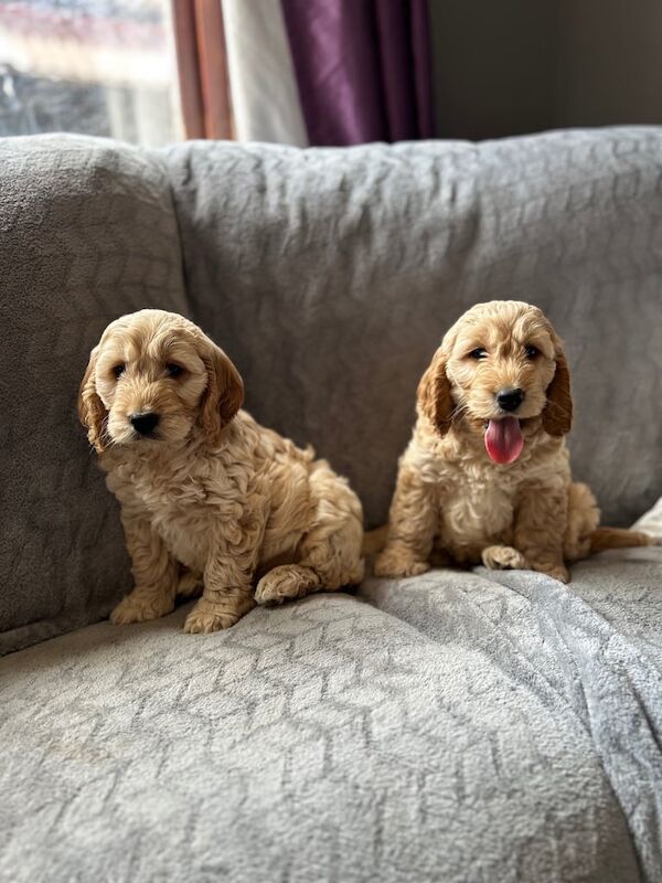Cockapoo Puppies for sale in Preston, Lancashire | Image 2