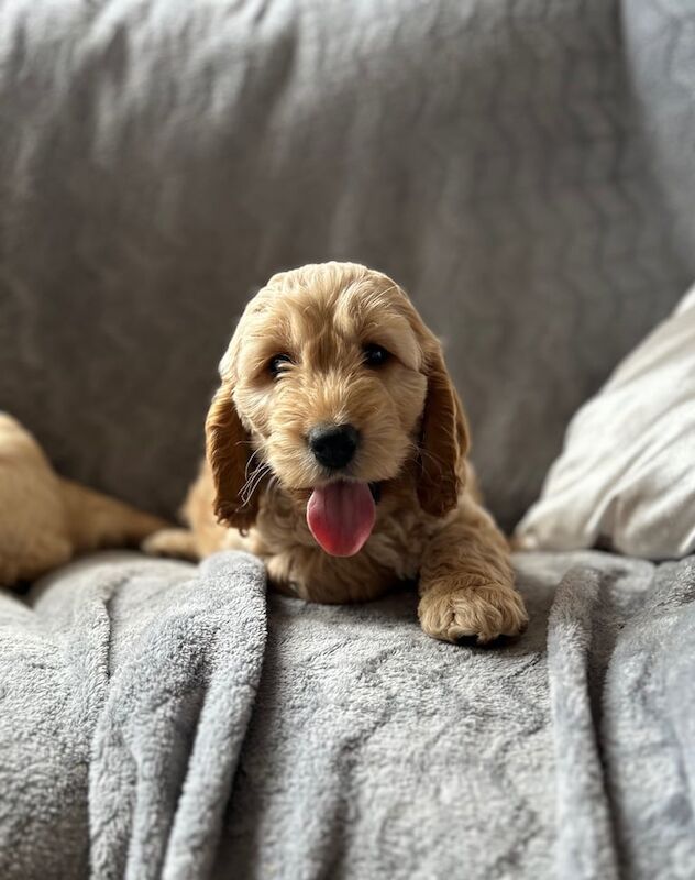 Cockapoo Puppies for sale in Preston, Lancashire | Image 3