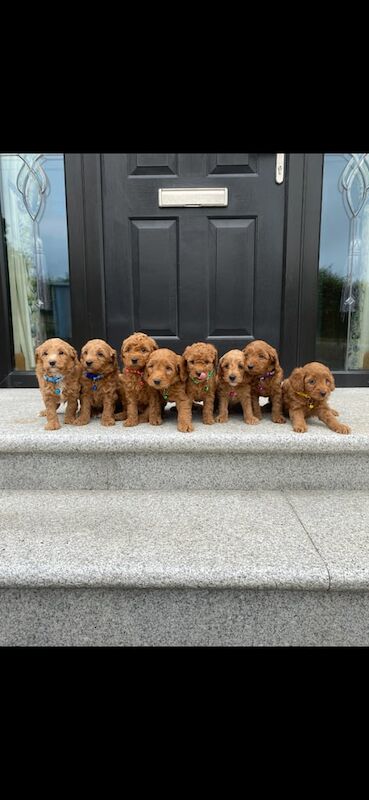 Cockapoo puppies for sale in Newry, County Armagh