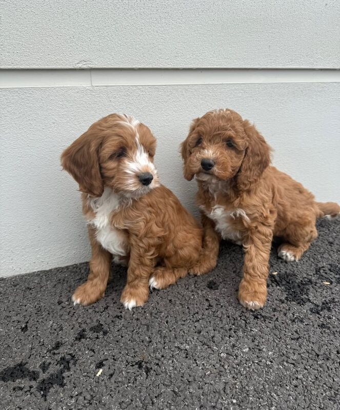 Cockapoo puppies for sale in Antrim, County Antrim – 9 weeks old