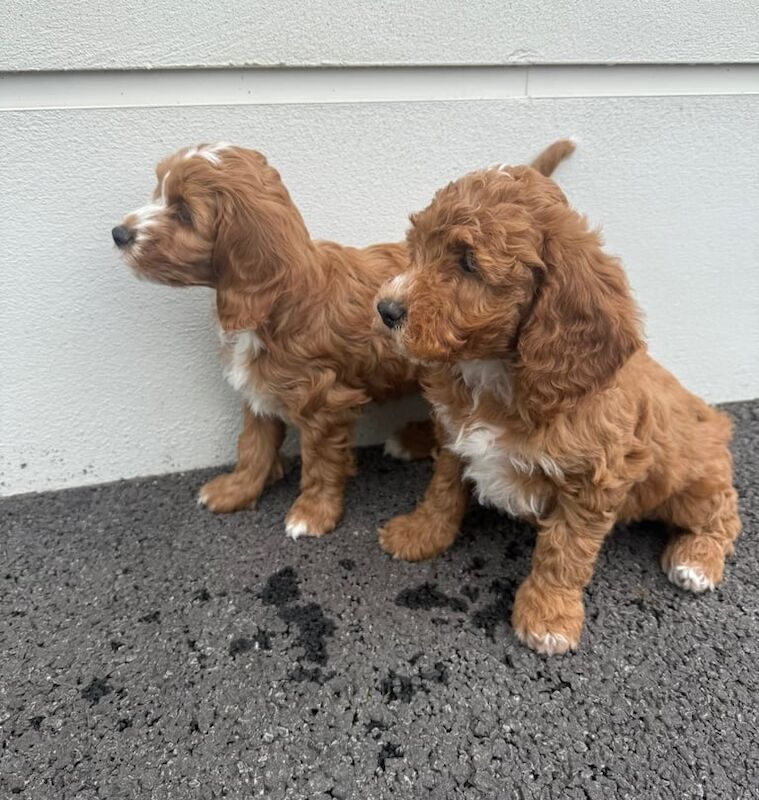 Cockapoo puppies for sale in Antrim, County Antrim – 10 months old - Image 3 of 3