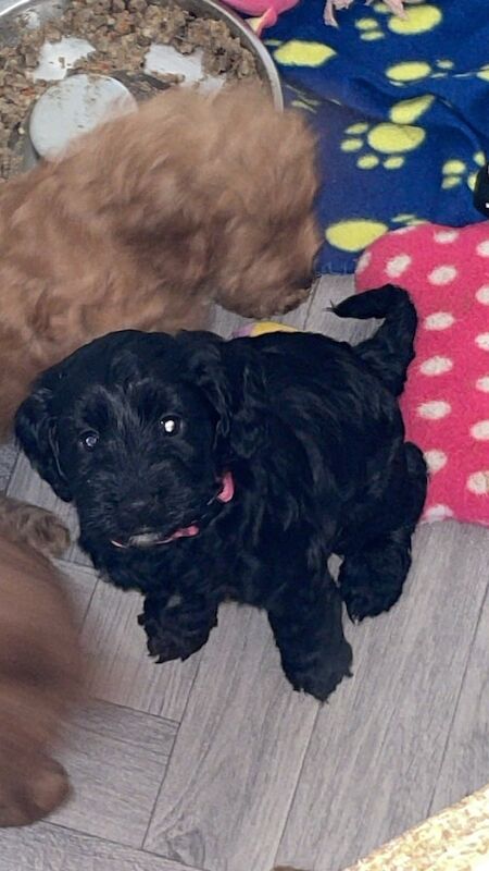 Cockapoo puppies for sale in Darlington, Durham – 6 weeks old