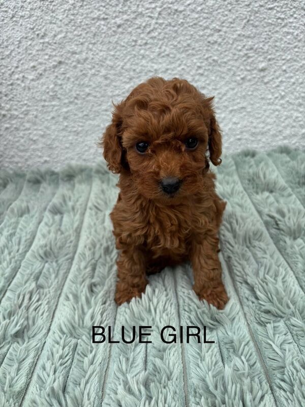 Cockapoo puppies for sale in Woodthorpe, Nottinghamshire – 6 weeks old